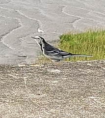 Motacilla alba yarrellii