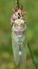 Lyristes plebejus
