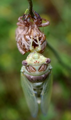 Lyristes plebejus