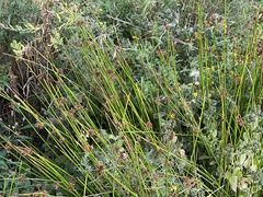Juncus effusus