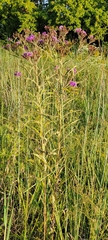 Vernonia missurica