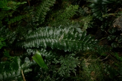 Trichomanes atrovirens