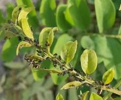 Aphis fabae