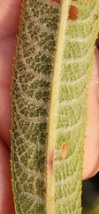 Vernonia missurica