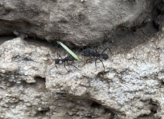 Acromyrmex