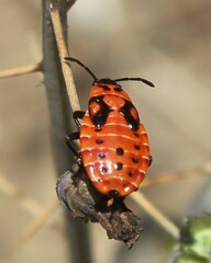 Spilostethus saxatilis