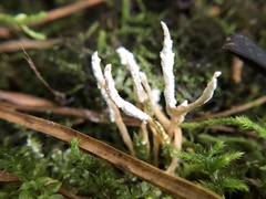 Cordyceps