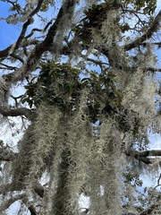 Tillandsia usneoides