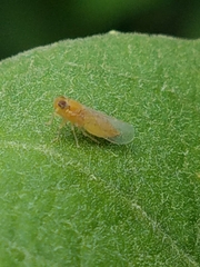 Haplaxius