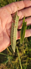 Vernonia missurica