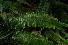 Trichomanes atrovirens