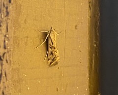 Loxostege cereralis
