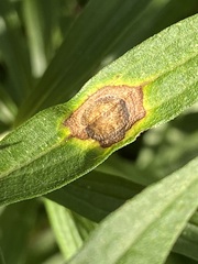Asteromyia carbonifera