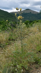 Centaurea salonitana