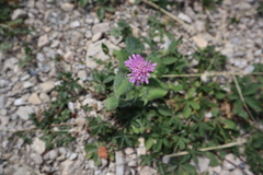 Knautia arvensis