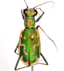 Ellipsoptera marutha