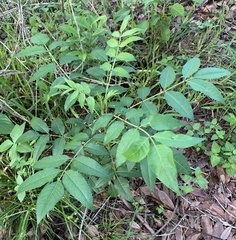 Zanthoxylum clava-herculis