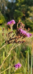Vernonia missurica