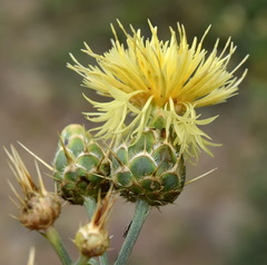 Centaurea salonitana