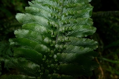 Trichomanes atrovirens