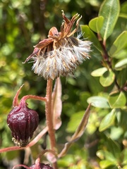 Senecio bigelovii