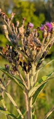 Vernonia missurica