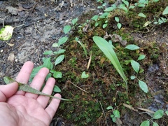 Platanthera clavellata