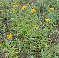 Pentanema germanicum