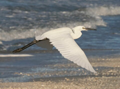 Egretta rufescens