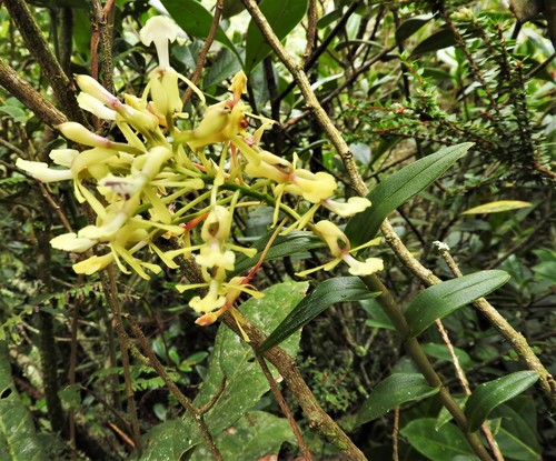 Epidendrum decurviflorum Schltr.