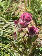 Castilleja rhexiifolia