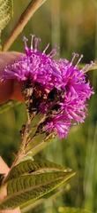 Vernonia missurica