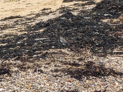 Motacilla alba yarrellii