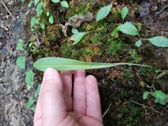Platanthera clavellata