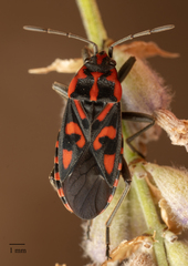 Spilostethus saxatilis