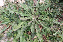 Taraxacum officinale