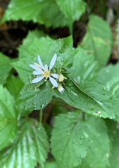 Eurybia divaricata