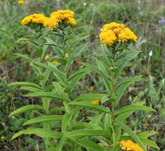 Pentanema germanicum