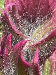 Castilleja rhexiifolia