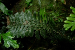 Trichomanes atrovirens