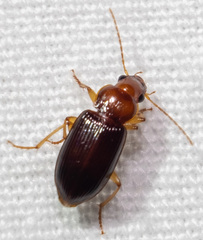 Trichotichnus vulpeculus