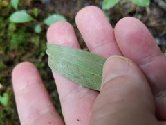 Platanthera clavellata