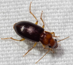 Trichotichnus vulpeculus