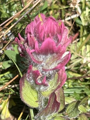 Castilleja rhexiifolia