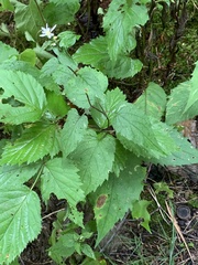 Eurybia divaricata