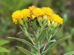 Pentanema germanicum