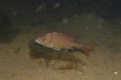 Pagellus erythrinus