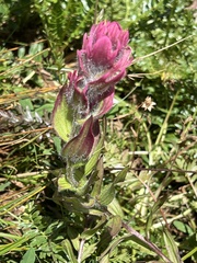 Castilleja rhexiifolia