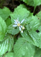Eurybia divaricata