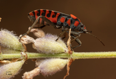 Spilostethus saxatilis